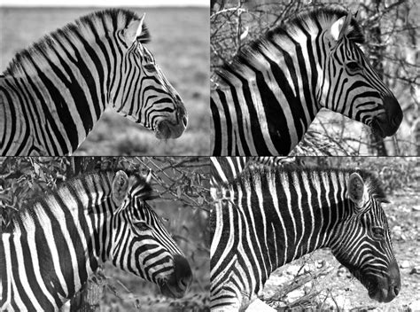  ¿Qué nos revela la historia de Why the Zebra Has Stripes sobre la naturaleza y la sociedad?